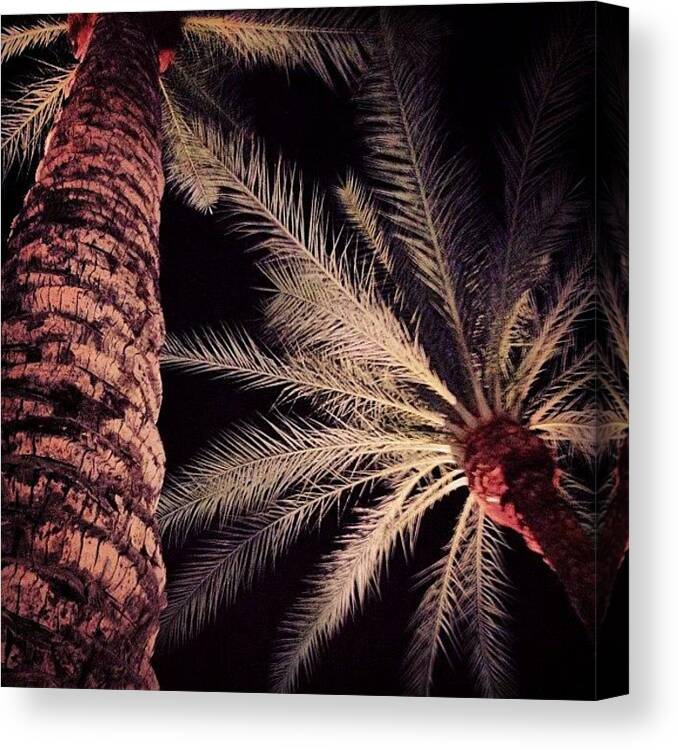 Palmtrees Canvas Print featuring the photograph Who Said There Were No Palm Trees In by Nish K.