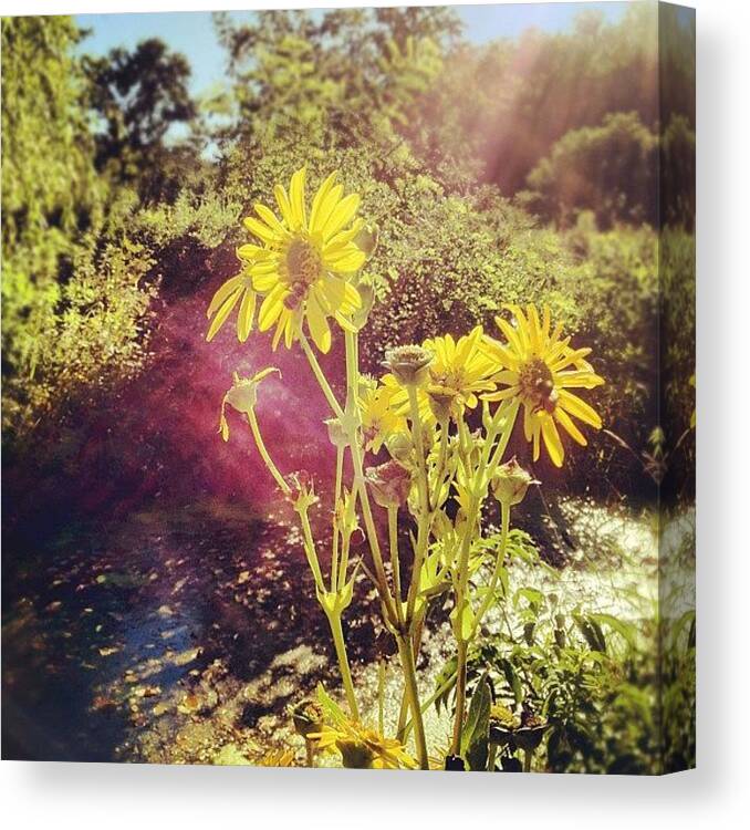 Viroqua Canvas Print featuring the photograph Wild Flower Sun #viroqua #driftless by Tony Macasaet
