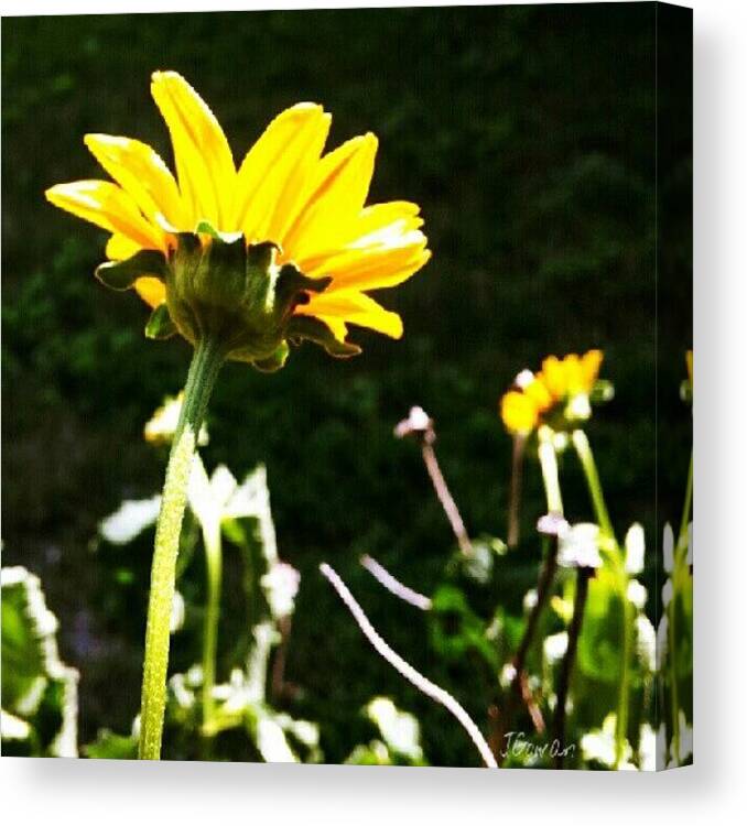 Summer Canvas Print featuring the photograph Wild Flower. #wild #wildflower #yellow by Jess Gowan