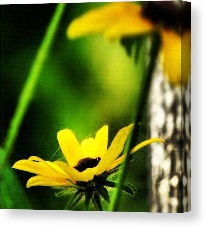 Flower Canvas Print featuring the photograph Wild Flowers. #nature #flower #flowers by Molly Slater Jones