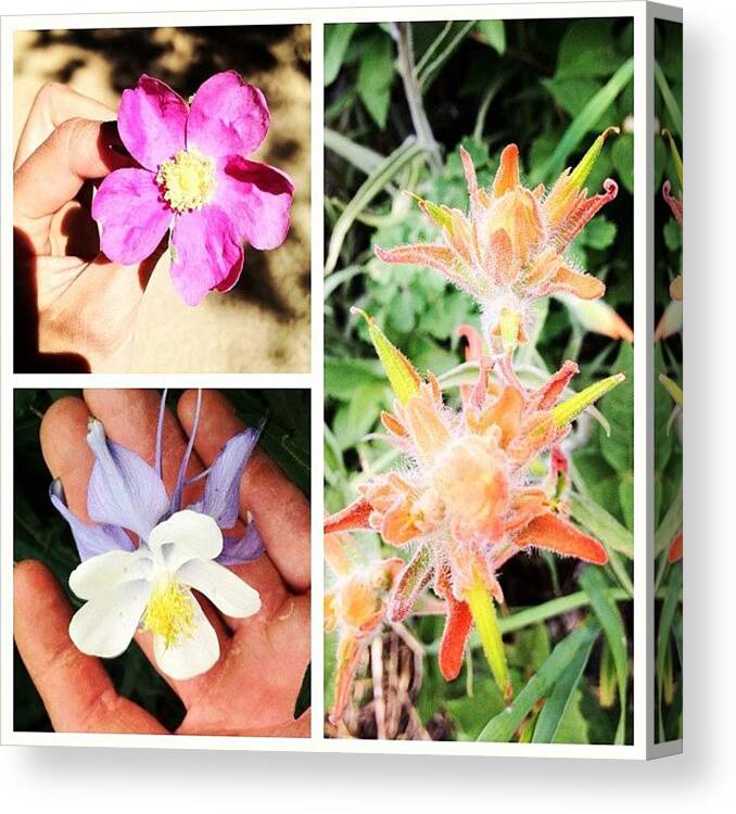  Canvas Print featuring the photograph Wild Flowers Of Colorado by Ashton L