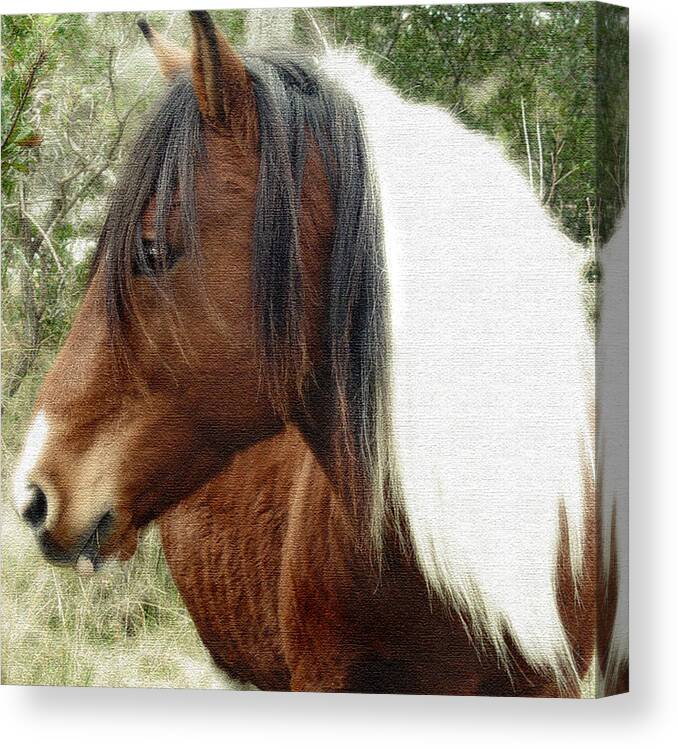 Horse Canvas Print featuring the photograph Wild Horse by Marilyn Marchant