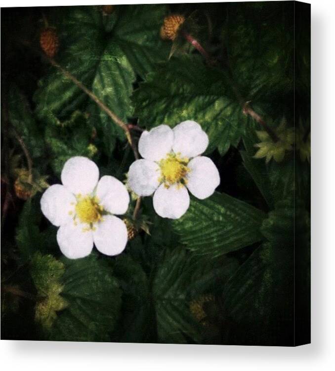 Flower Canvas Print featuring the photograph Wild Strawberry Flowers #flower by Anita Callister Jones