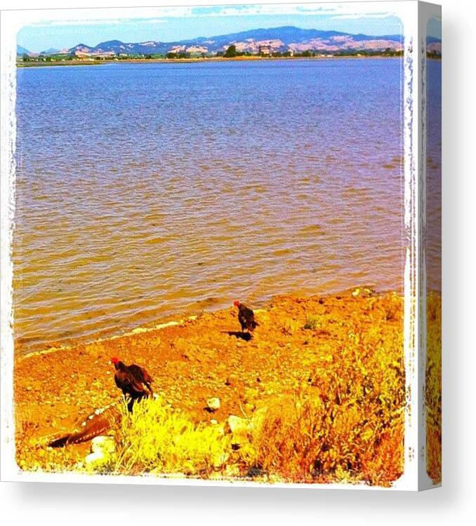 Tagstagram Canvas Print featuring the photograph Wildlife Of The Wetlands by Jp Bernaldo