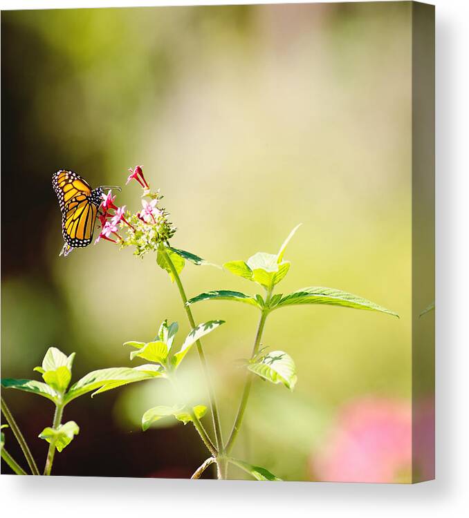 Monarch Canvas Print featuring the photograph Winglight by Joel Olives