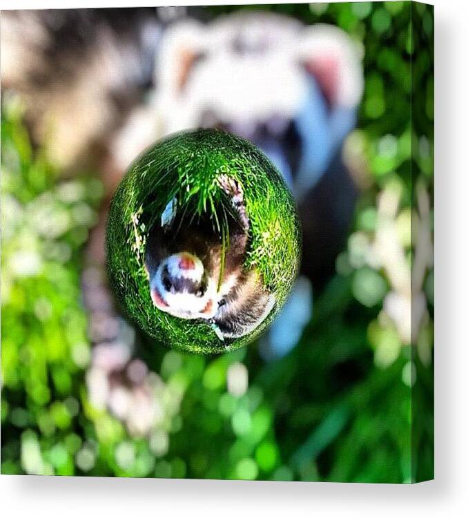 Pet Canvas Print featuring the photograph Winnie - A Ferret in a Marble by Anna Porter