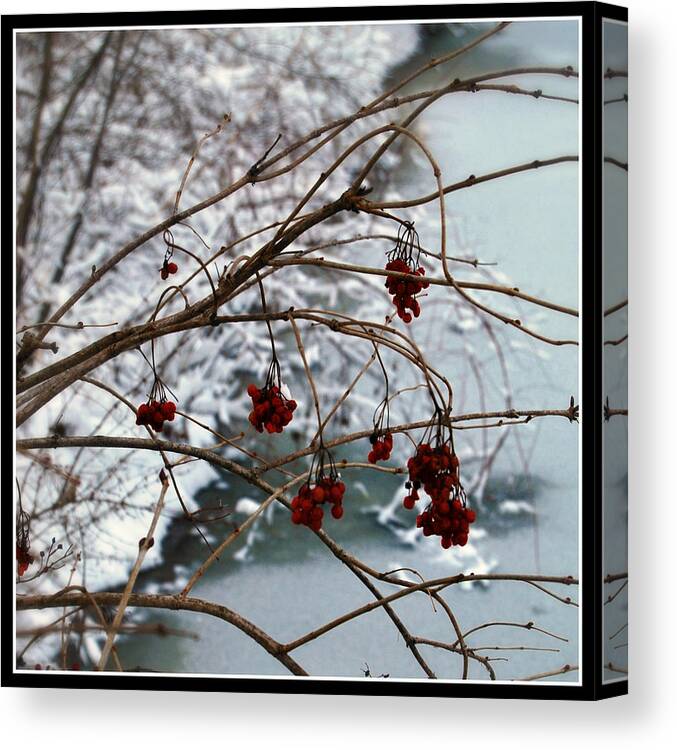 Winter Canvas Print featuring the photograph Winter Berries by Lora Mercado