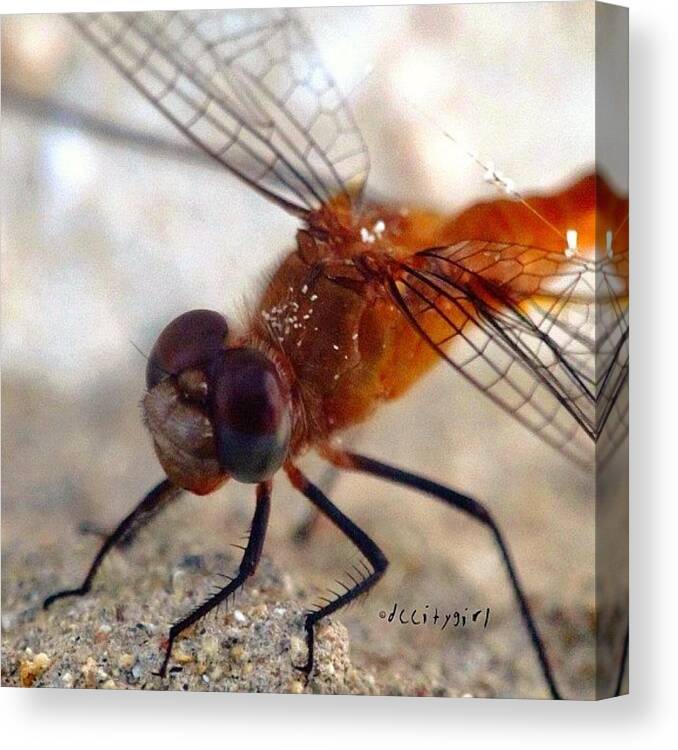  Canvas Print featuring the photograph Within The Fires Of Dragonfly by Dccitygirl WDC