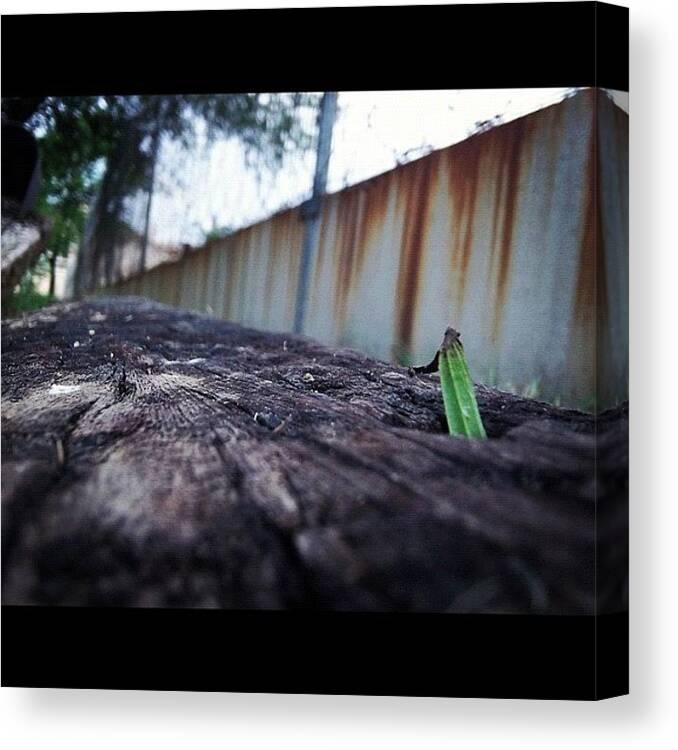 Beautiful Canvas Print featuring the photograph Wood + Little Plant 
#wood #life by Matthew Aguirre