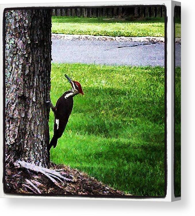 Woodpecker Canvas Print featuring the photograph Woody Woodpecker's Family Has by Susan Neufeld