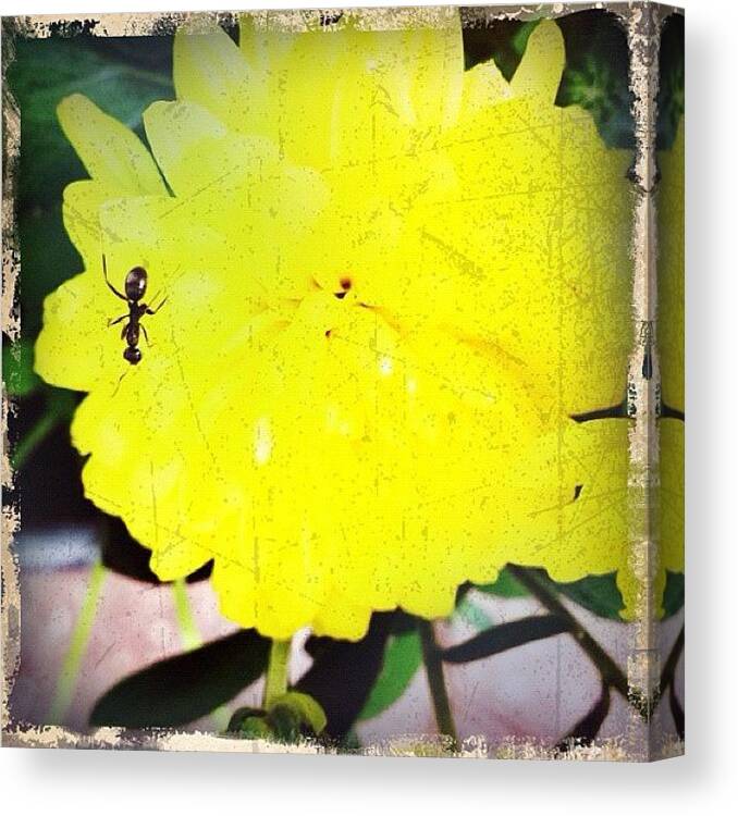 Nature Canvas Print featuring the photograph Yellow by Beach Bum Chix