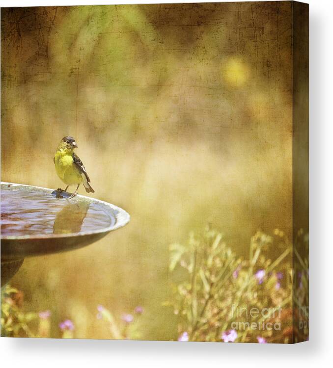 Bird Canvas Print featuring the photograph Yellow Bird Upon a Fountain by Susan Gary
