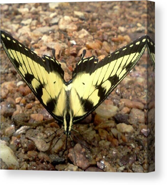  Canvas Print featuring the photograph Yellow Butterfly by Beth Jones