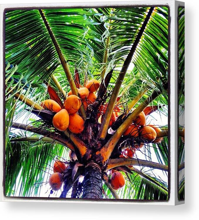 Instanature Canvas Print featuring the photograph Yellow Coconut by Rye Basco