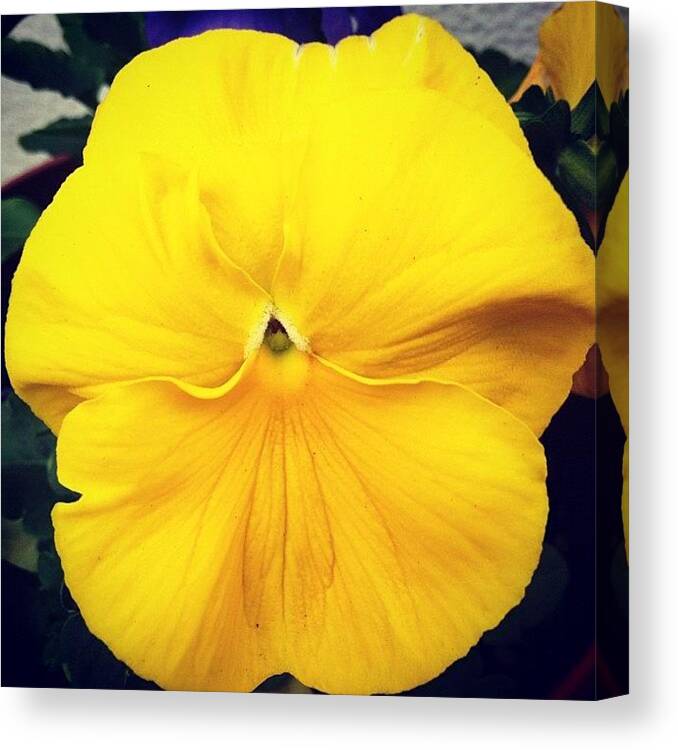 Spring Canvas Print featuring the photograph Yellow Flower #flowers #spring by Lisa Thomas