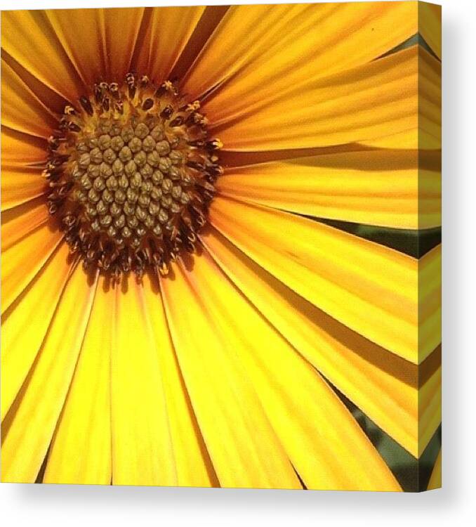 Instagalleries Canvas Print featuring the photograph Yellow Flower by Jane Emily