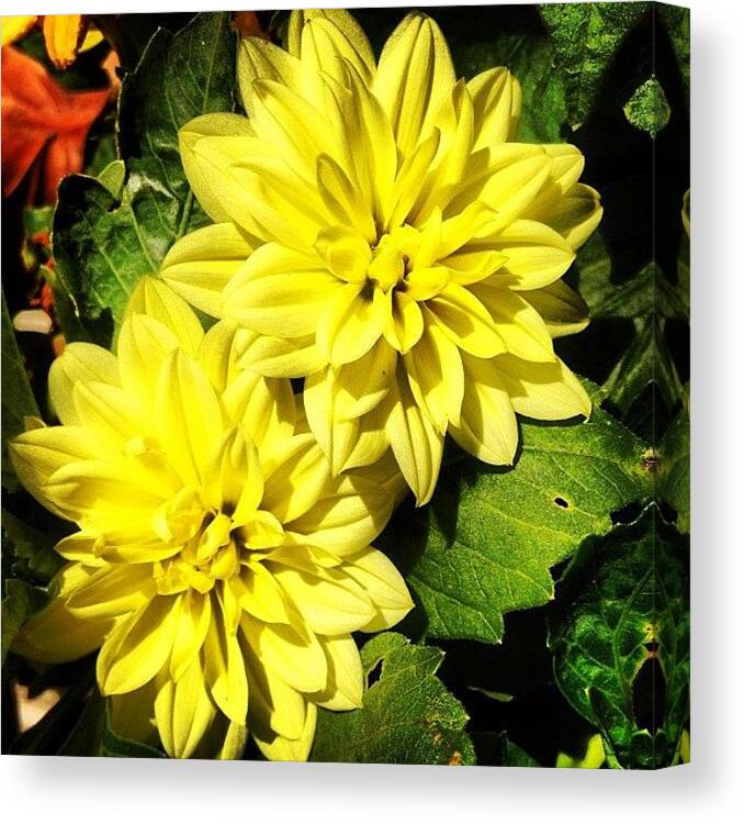 Beautiful Canvas Print featuring the photograph #yellow #flower #petals #closeup by Katie Williams