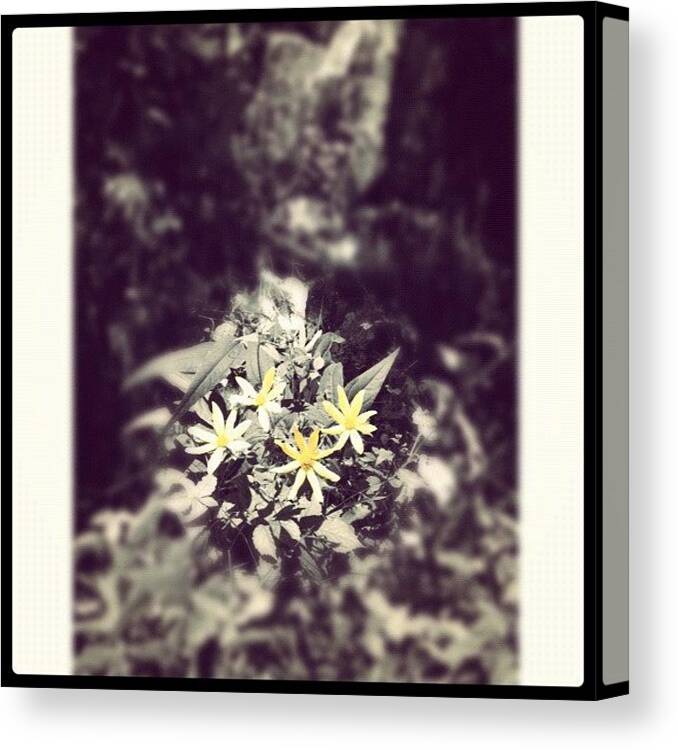 Plants Canvas Print featuring the photograph Yellow Flowers
#yellow #flower #color by Theo M