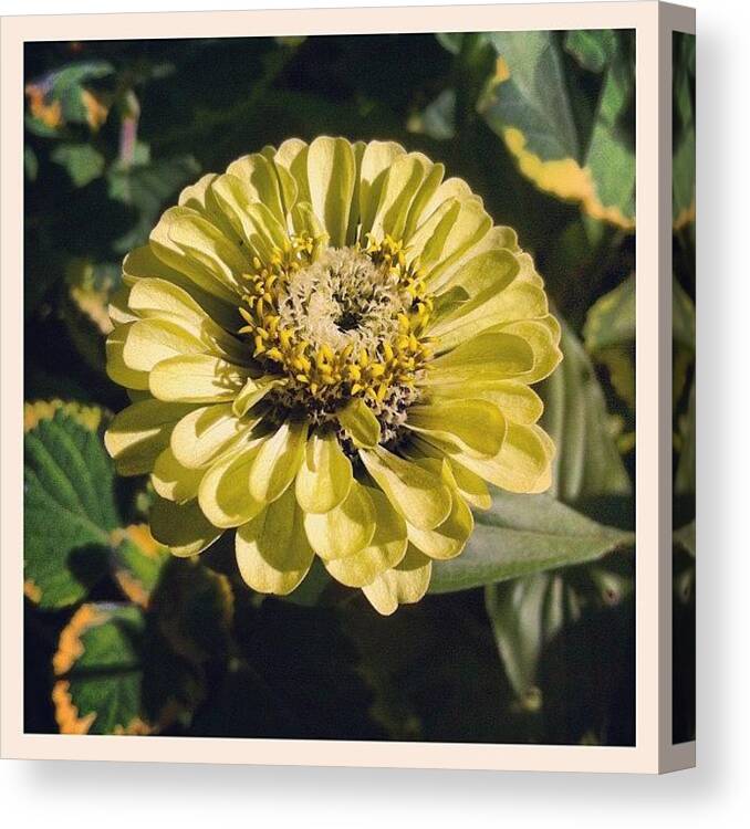  Canvas Print featuring the photograph Yellow Is Yummy by Brett Stoddart