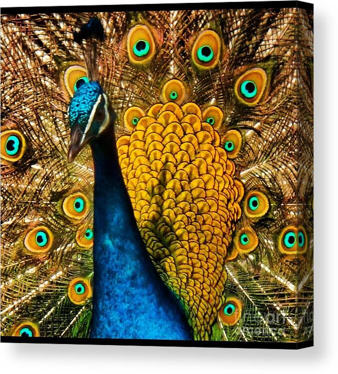 Bird Canvas Print featuring the photograph Yellow Peacock by Browne and Huettner Fine Art