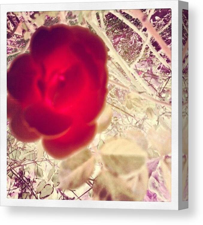 Beautiful Canvas Print featuring the photograph You Like This Water Color Rose Design by Alicia Greene