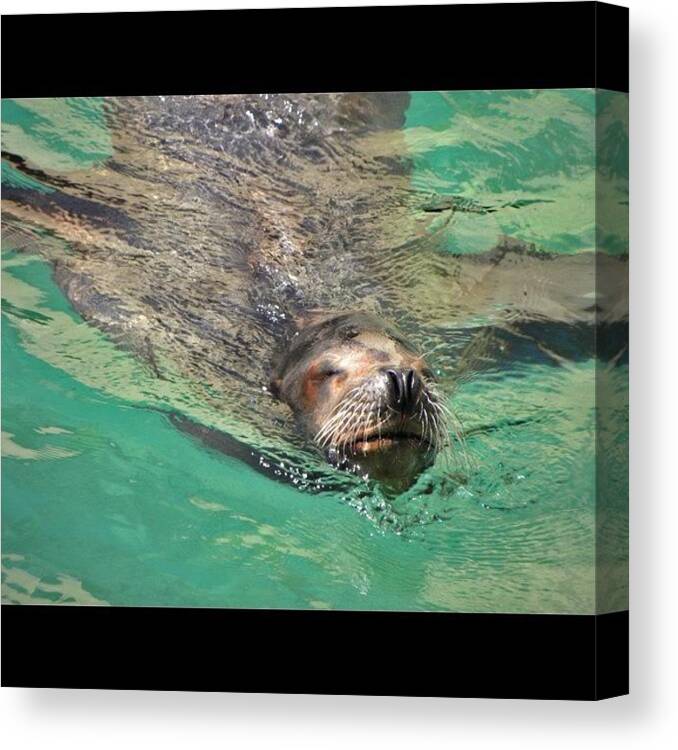 Fashion Canvas Print featuring the photograph Zooooo #nofilter #seal #nature #water by Jessie Schafer
