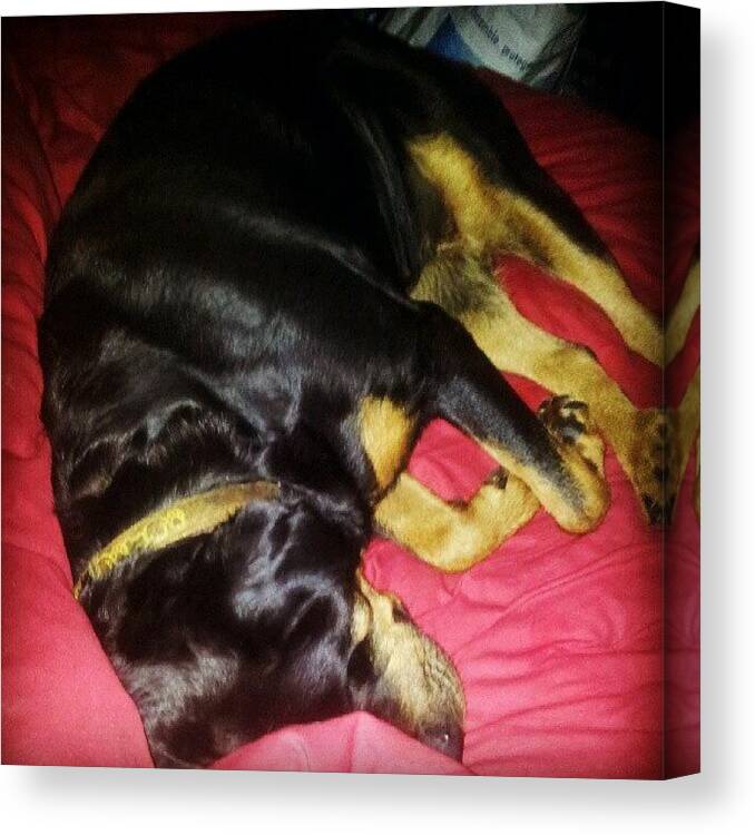 Rottweiler Canvas Print featuring the photograph #zzzz by Branchard Arnaud 