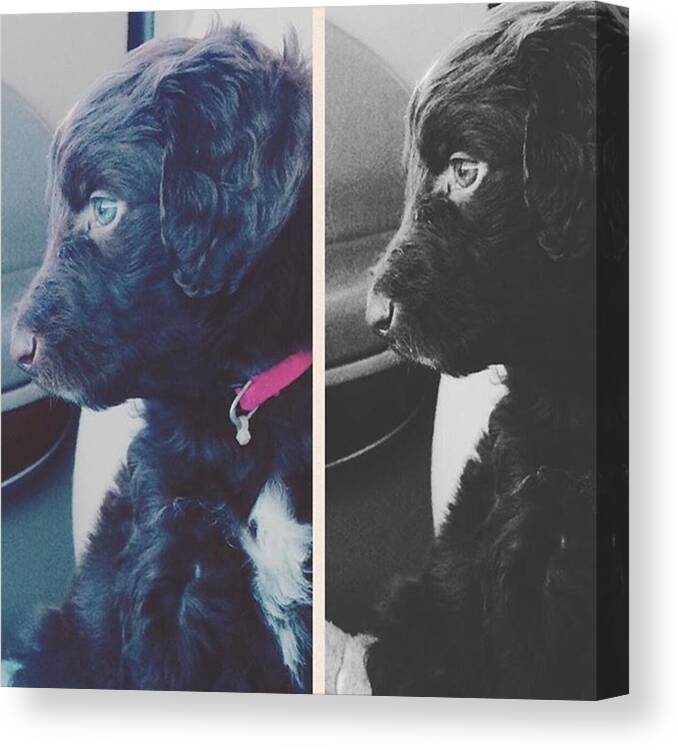 Puppy Canvas Print featuring the photograph 🙈 #sundae #aussiedoodle #cutie by Anais Gomez