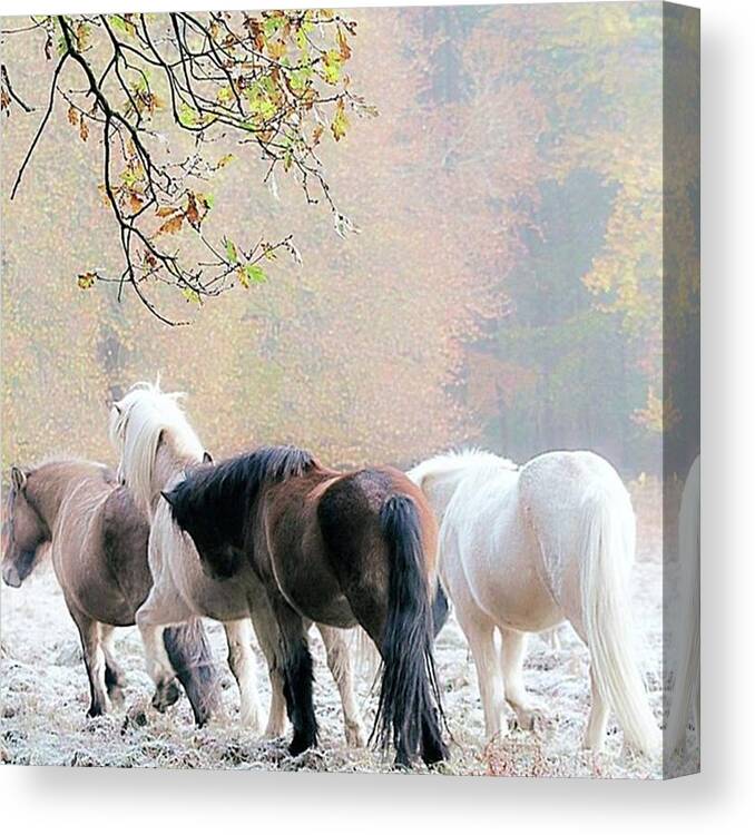 Nature_wizards Canvas Print featuring the photograph ~ Wild Horses by Karen Heslinga