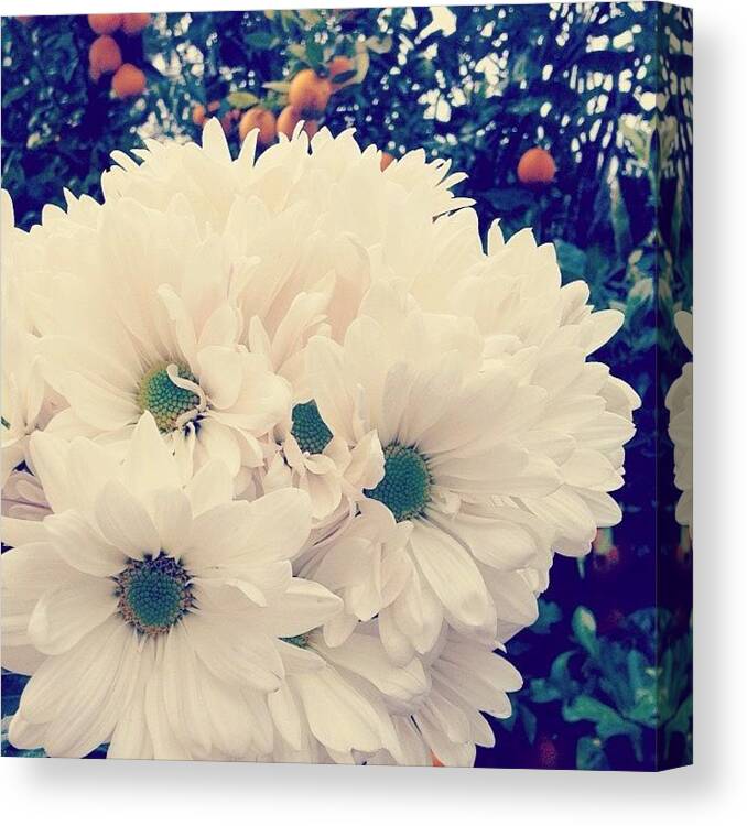 Flowers Canvas Print featuring the photograph Flowers by Emily Young
