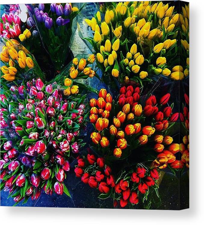 Groundhogday Canvas Print featuring the photograph 💐💐💐 #1 by Lauren Goodwin