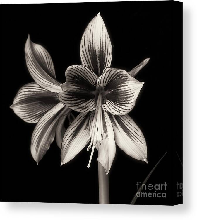 Amaryllis Canvas Print featuring the photograph Amaryllis 'Papilio Improved' #1 by Ann Jacobson