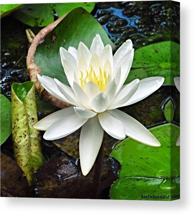 Beautiful Canvas Print featuring the photograph #beautiful #water #lily At Mayfield #1 by Austin Tuxedo Cat