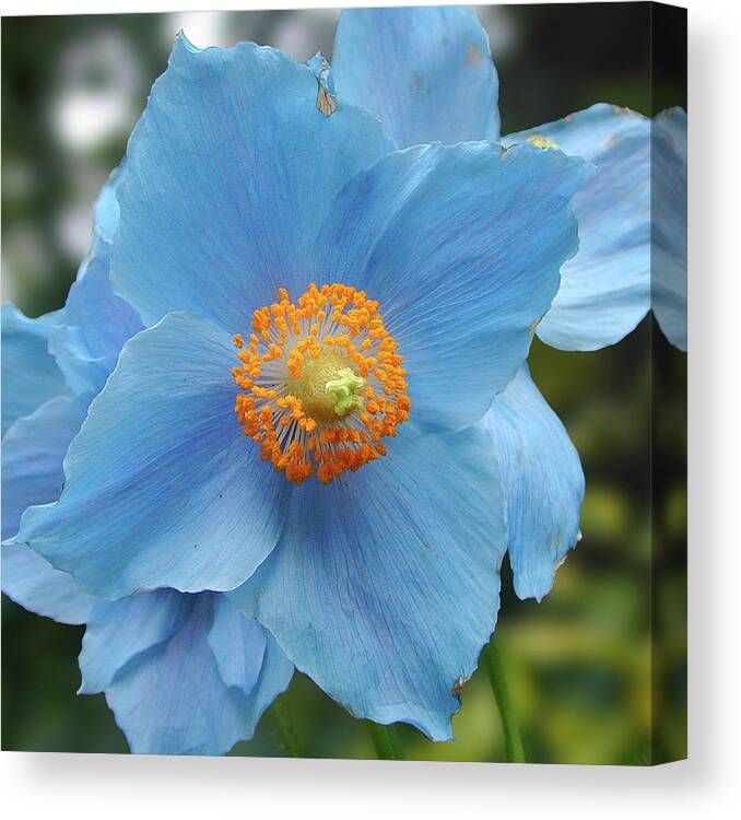 Blue Canvas Print featuring the photograph Blue Flower, Butchart Gardens, Victoria BC Canada by Michael Bessler