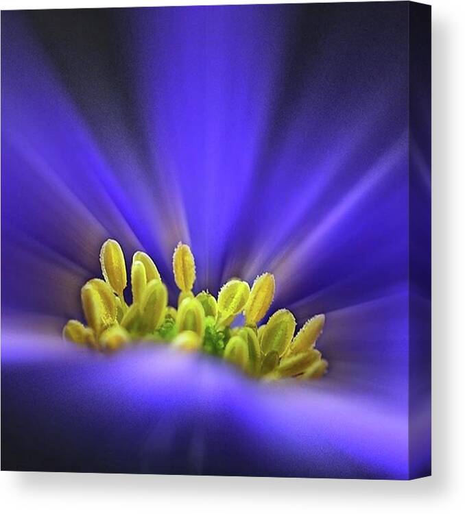 Beautiful Canvas Print featuring the photograph blue Shades - An Anemone Blanda by John Edwards