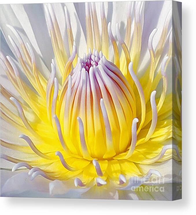  Blue Lotuses Canvas Print featuring the photograph Blue Water Lily by Jennifer Robin
