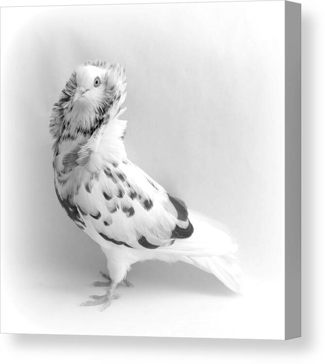 Bird Canvas Print featuring the photograph Capuchine Pigeon #1 by Nathan Abbott