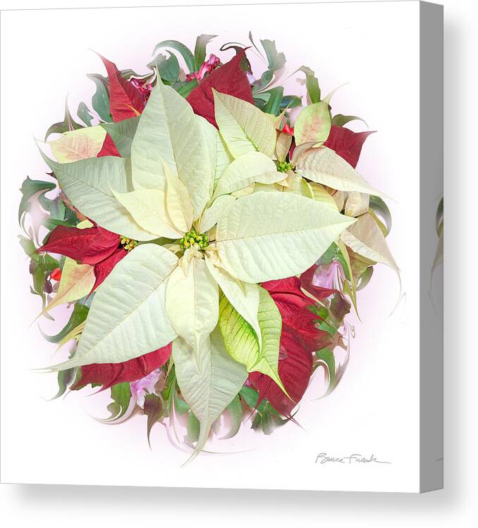 Holiday Canvas Print featuring the photograph Congenial Poinsettias #1 by Bruce Frank