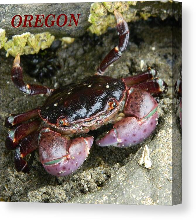 Crab Canvas Print featuring the photograph Cute Crab #2 by Gallery Of Hope 