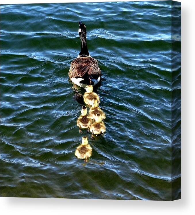 Canadian Goose Canvas Print featuring the photograph Follow Me #2 by Nick Kloepping
