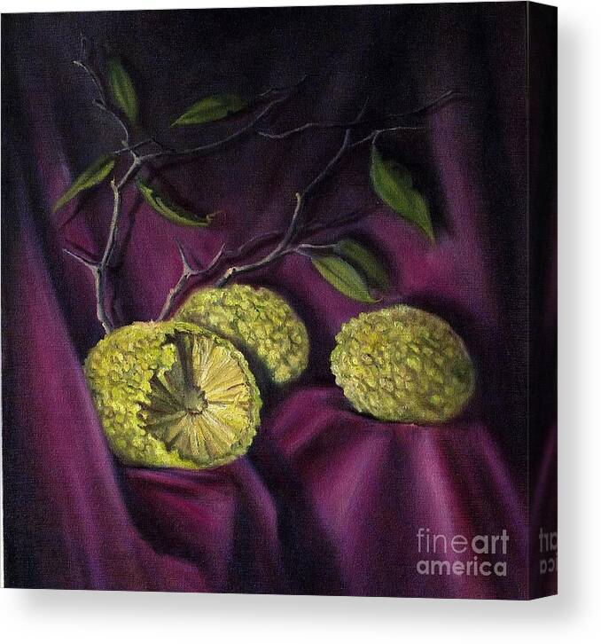 Horseapples Canvas Print featuring the painting Horseapples on Velvet #1 by Rand Burns