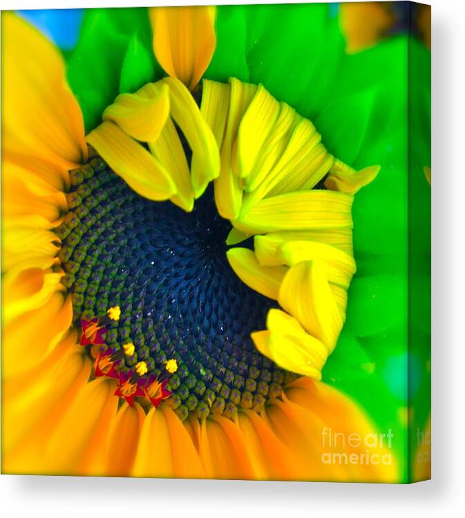 Photograph Of Sunflower Canvas Print featuring the photograph In the Beginning #1 by Gwyn Newcombe