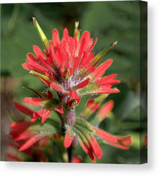 Indian Paintbrush Canvas Print featuring the photograph Indian Paintbrush #1 by Jack Bell