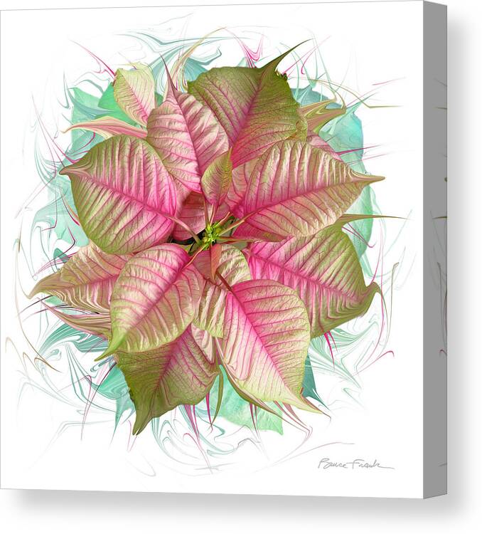 Holiday Canvas Print featuring the photograph Jubilant Poinsettia #1 by Bruce Frank