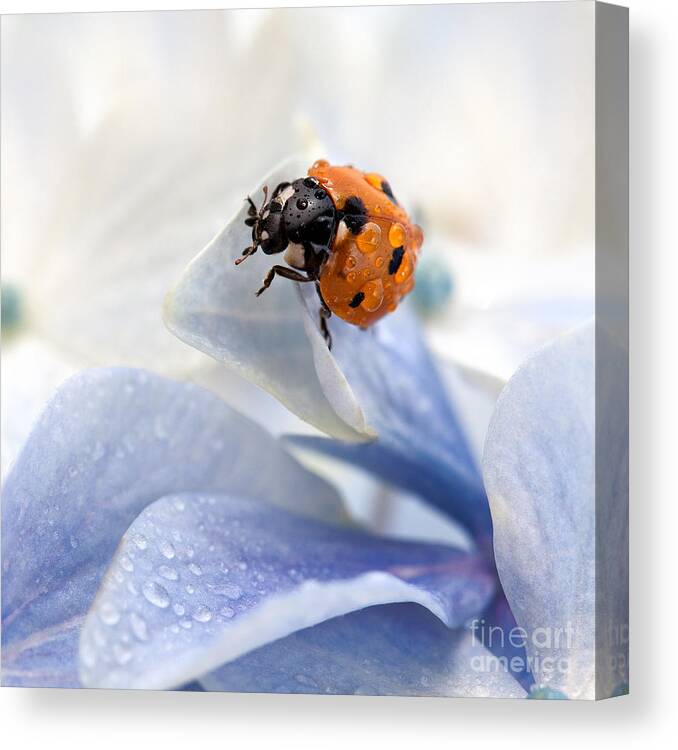 Ladybug Canvas Print featuring the photograph Ladybug #1 by Nailia Schwarz