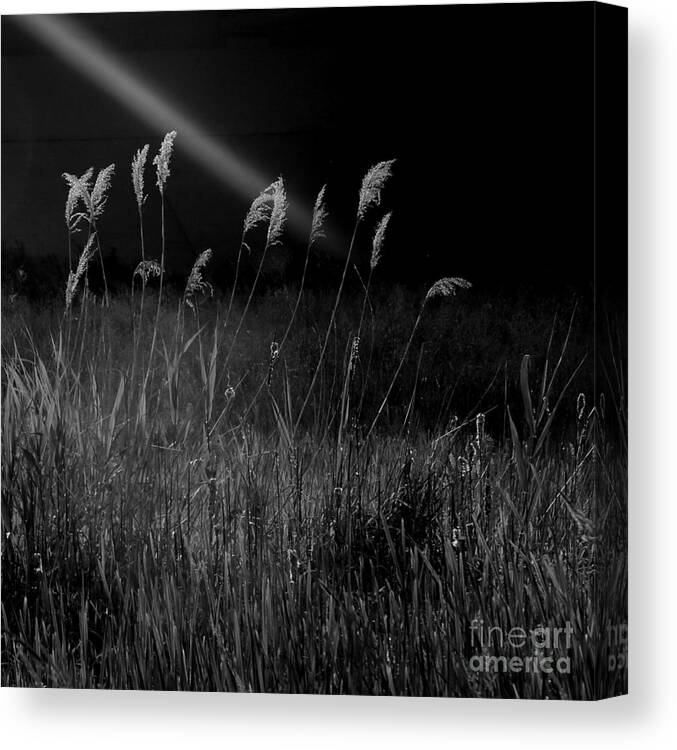 Landscape Canvas Print featuring the photograph Light #1 by A K Dayton
