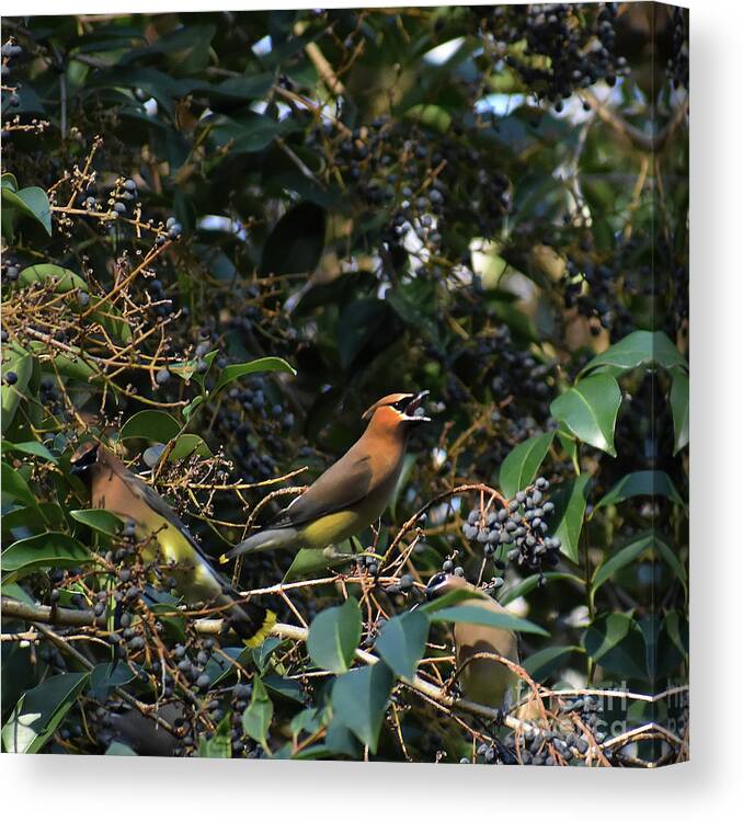 Names Of Birds Canvas Print featuring the photograph Love Those Berries #1 by Skip Willits