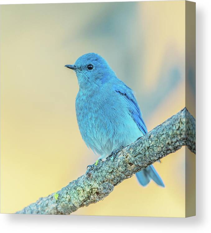 Bird Canvas Print featuring the photograph Mountain Bluebird #1 by Angie Vogel