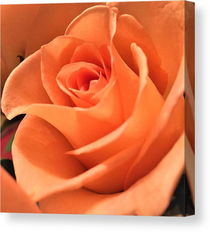 Rose Canvas Print featuring the photograph Orange Rose #2 by Cristina Stefan