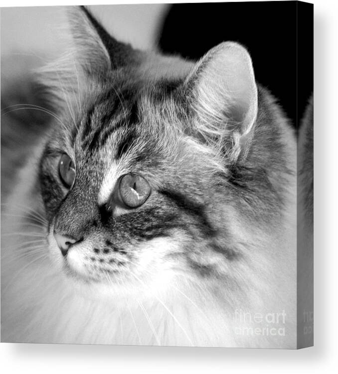 Clay Canvas Print featuring the photograph Polly #1 by Clayton Bruster